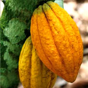 La provenienza dei migliori cacao del mondo